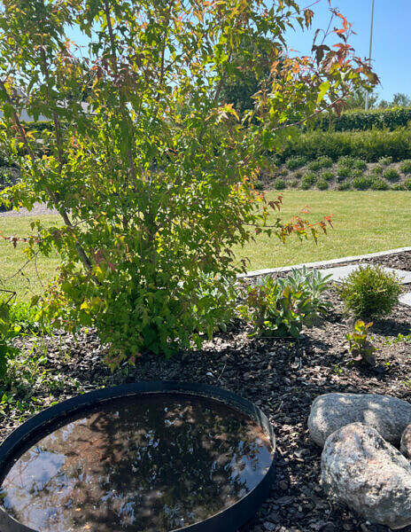 Plantering med ginnalalönn, vattenbad och stenar. Design av Östgöta trädgårdsdesign.