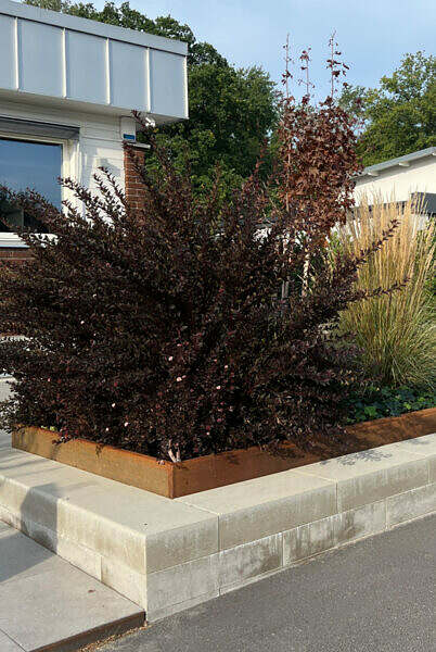 Foto på en plantering med växtkomposition innehållande murgröna, prydnadsgräs och rödbladig smällspirea. Corténplåt. Trädgårdsdesign. Bild 1.